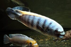 Labeotropheus fuelleborni 'Ikwasi'